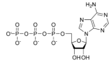 Adenosin trifosfato, la pila energética del metabolismo celular