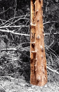 Muchas especies de xilófagos se alimentan de madera viva