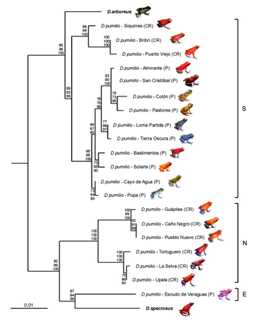 Especiación en ranas (3) Filogenia-de-dendrobates-pumilio-segun-los-estudios-de-genetica-mitocondrial-reducida