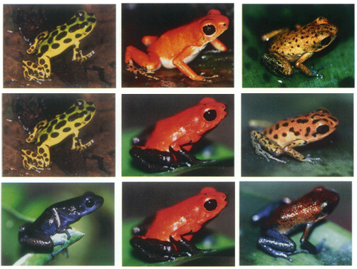 Especiación en ranas (3) Hibridacion-en-dendrobates-pumilio