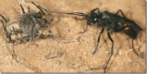 Los requerimientos alimenticios de muchas especies "pequeñas" son muy complejos. Por ejemplo la avispa Planiceps hirsutus parasita a una araña tapadera de California. Busca un pozo de araña en las dunas, y modifica la entrada moviendo la arena para hacer salir a la araña. Cuando sale, la avispa ataca y la paraliza. La arrastra nuevamente al pozo, deposita un huevo sobre la araña y luego vuelve a tapar el pozo. La larva nace y se alimenta de la araña.