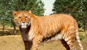 Los híbridos entre especies próximas, como el ligre (leon y tigr) suelen ser estériles.