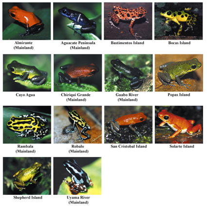 Especiación en ranas (3) Patrones-de-coloracion-de-dendrobates-pumilio-reducida