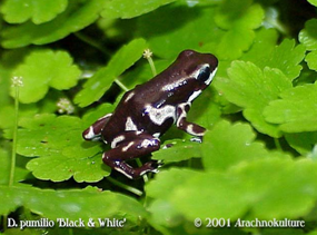 Especiación en ranas (3) Preciosa-dendrobates-pumilio-de-patron-blanco-y-negro