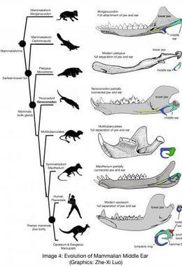 Evolución del oído medio de los mamíferos / Zhe-Xi Luo