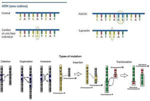 Ejemplos de mutaciones moleculares (arriba) y cromosómicas (abajo)