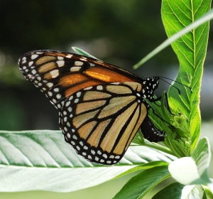 La mariposa monarca (Danaus plexippus) realiza migraciones de miles de kilómetros. Foto: Wikipedia Commons