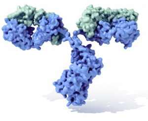 Molécula de inmunoglobulina, con su característica forma de Y (fuente: wikimedia commons)
