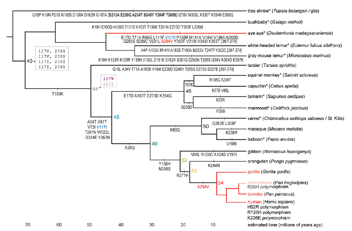 Genética de poblaciones humanas. Árboles filogenéticos Adh4-en-primates