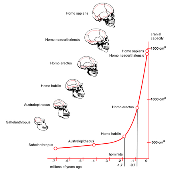 Resultado de imagen de evolución del cerebro humano