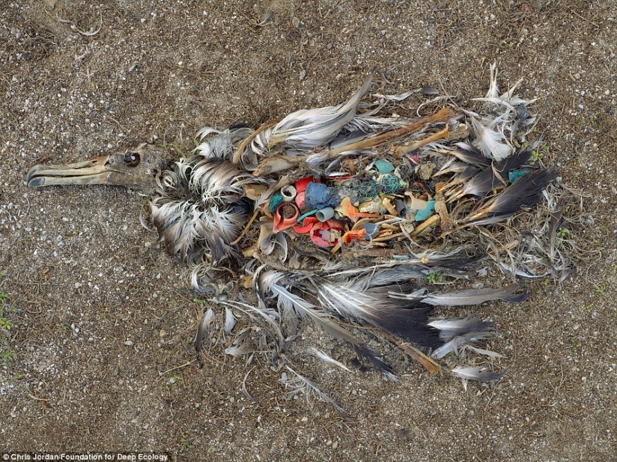 8 albatros muerto por ingerir demasiado plástico midway