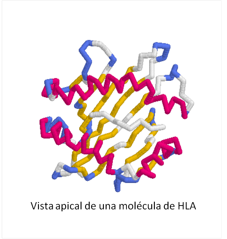 Resultado de imagen de proteínas HLA