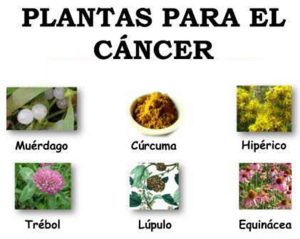 plantas contra el cancer
