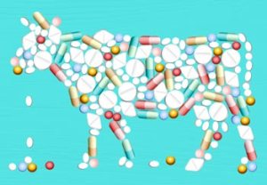 antibioticos_ganado