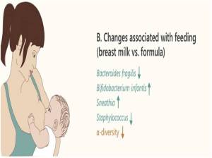 Cambios asociados a la lactancia vs leche de fórmula